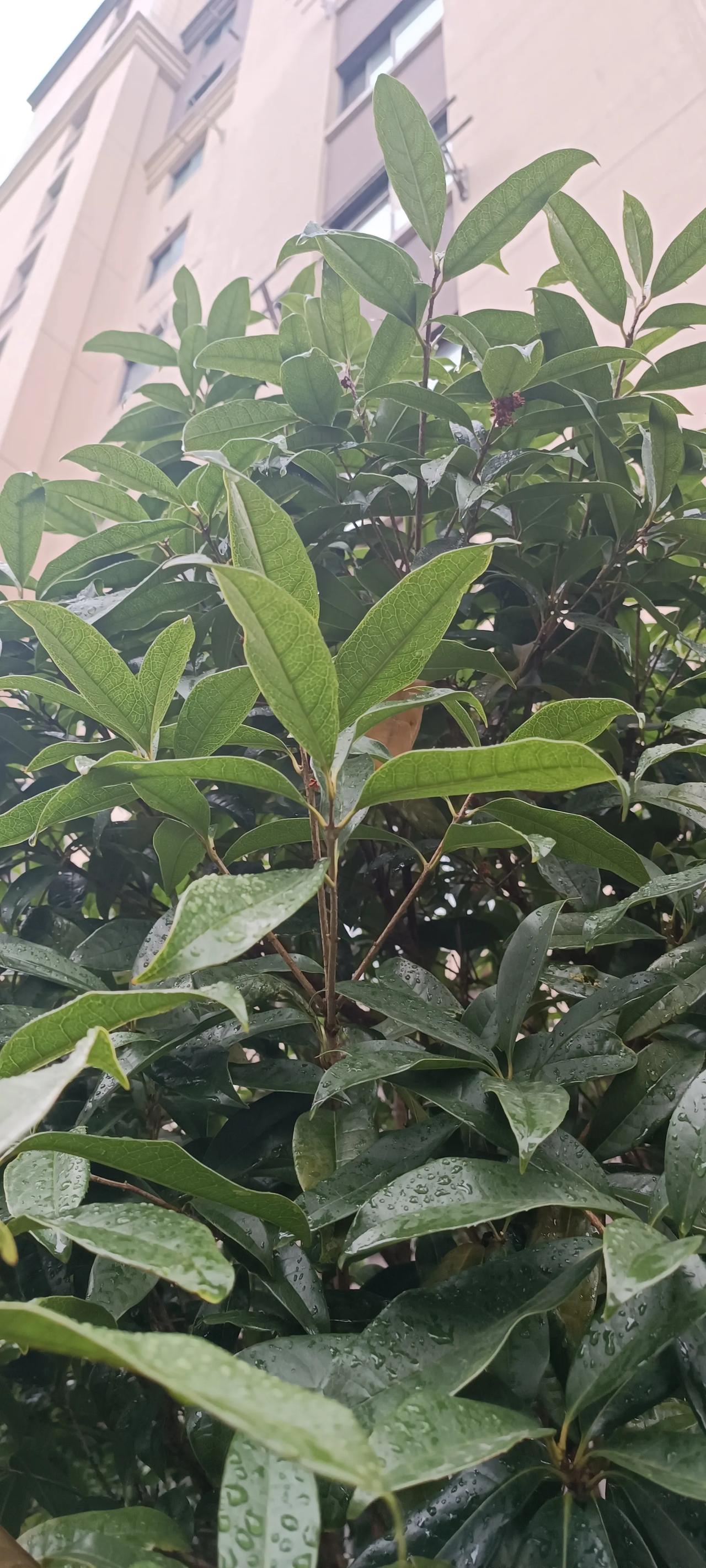 #秋日生活打卡季#秋天到了，天气冷飕飕的了，要穿的少一点衣服，千万不能穿多啊，一