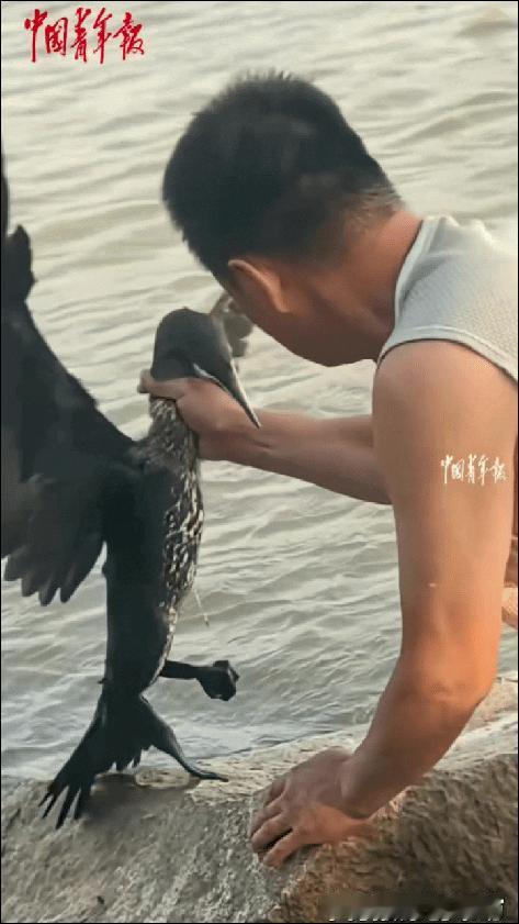 太有灵性了，新疆，男子在河边散步时，一只野生鱼鹰主动从水中游上岸边石头，靠近自己