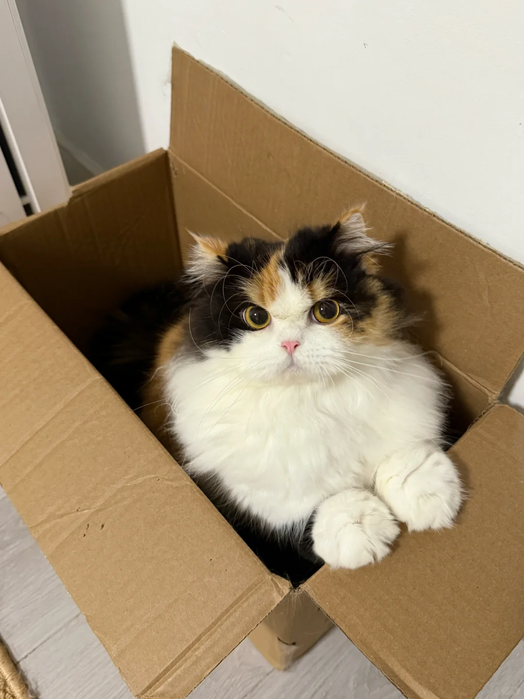 小猫偷纸壳子卖钱养主人