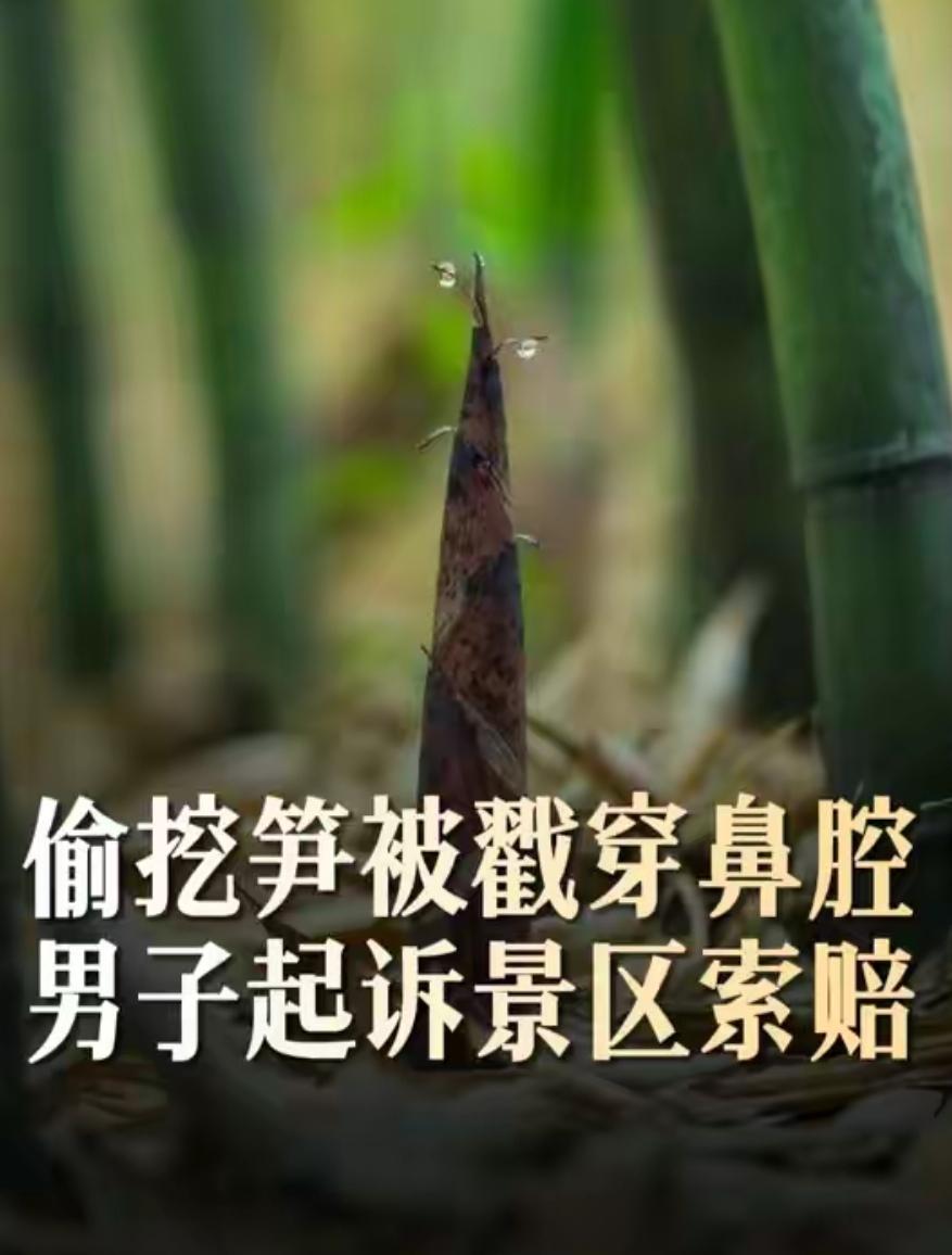 偷挖竹笋、随地小便，摔伤后竟起诉景区，这份索赔理由太荒唐！
 
重庆，一男子在景