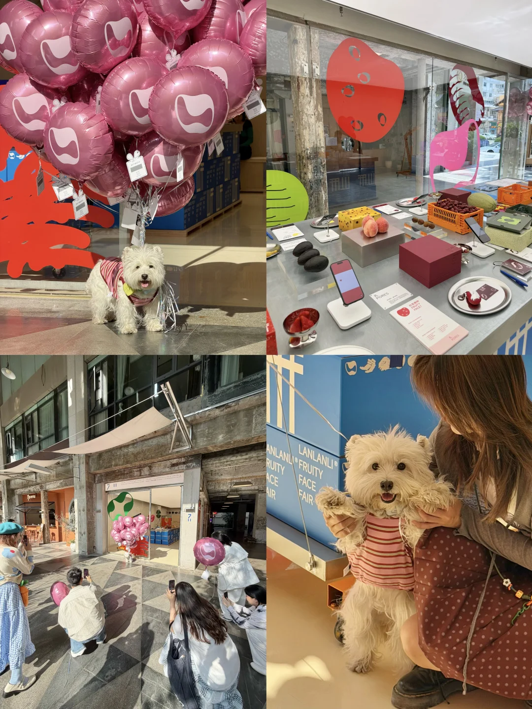 厦门宠物友好 小狗来当一日店员了！🍈