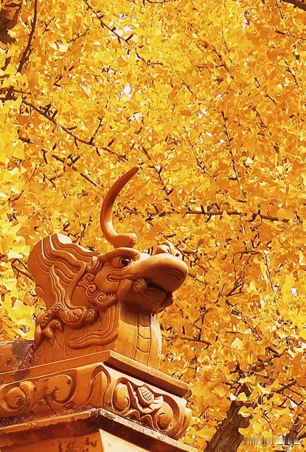 太美了！满城尽带黄金甲！