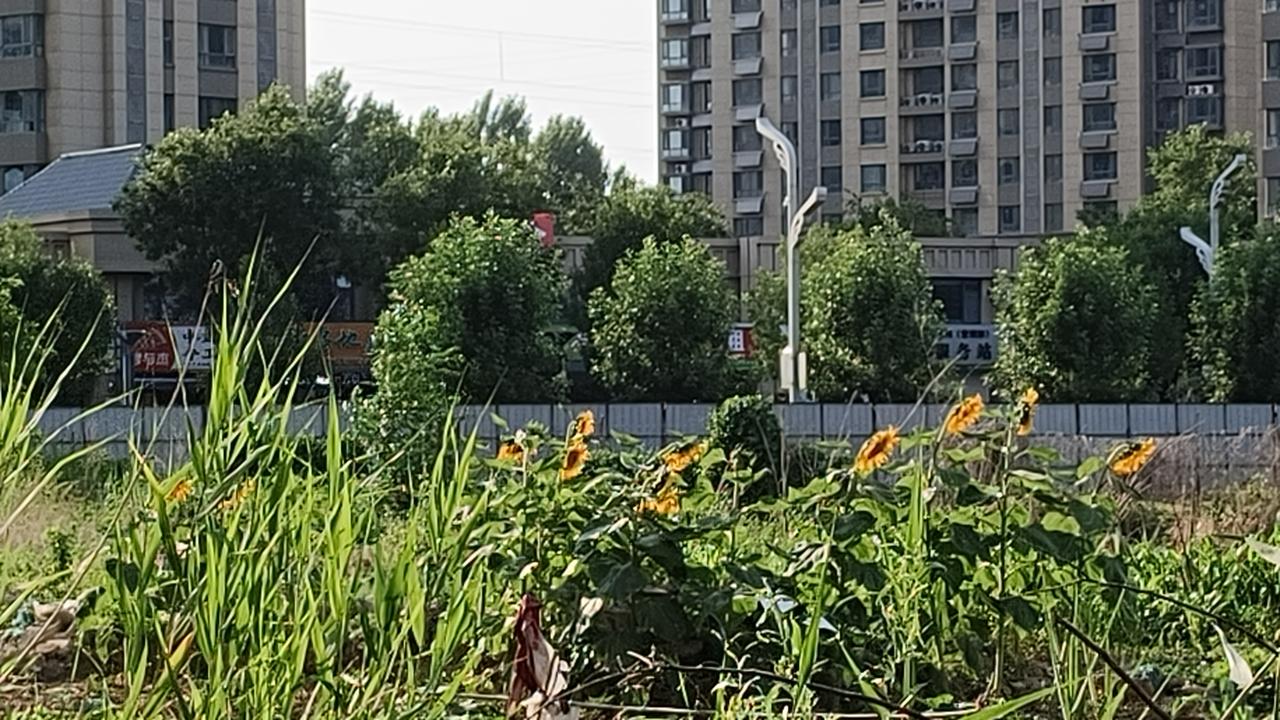 聊城夏日的向阳花，正开得热烈又灿烂，像一群穿着金黄裙摆的小精灵，在绿意盎然的草丛