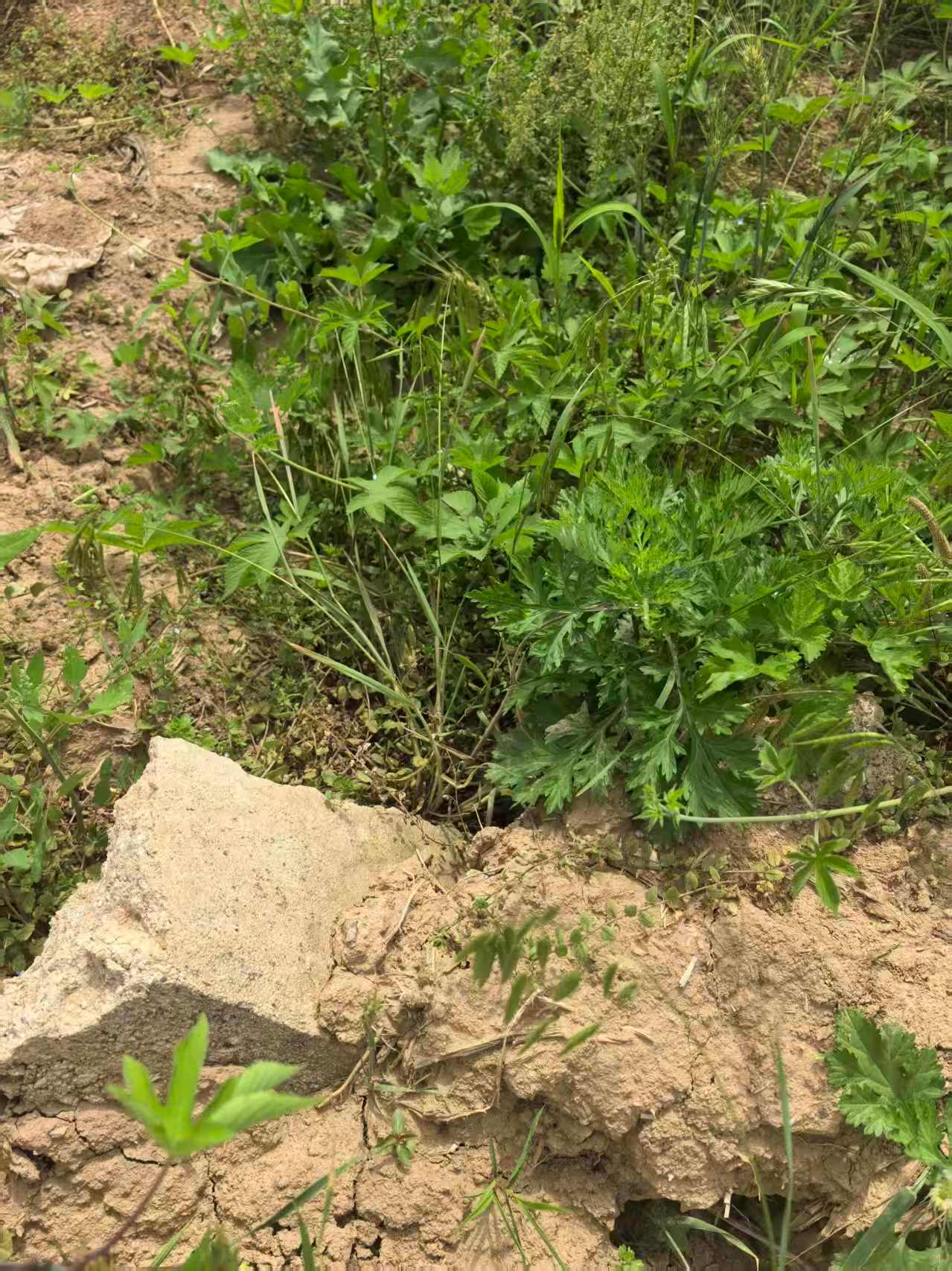 宝鸡岐山多处高标准农田设施躺平 【陕西宝鸡 岐山县多处高标准农田设施“躺平” 当