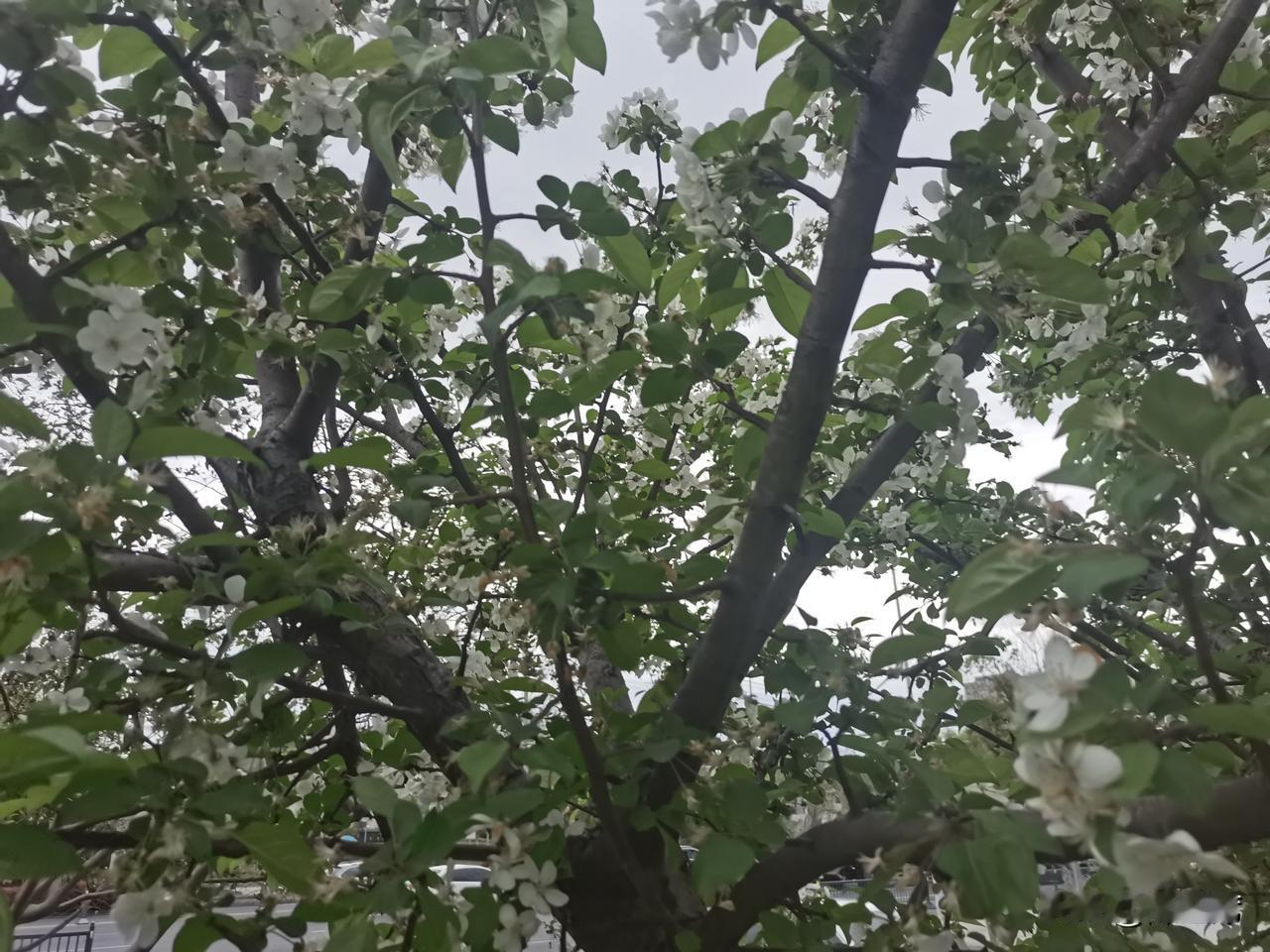 晒图笔记大赛“好雨知时节，当春乃发生”