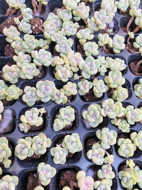 E姐多肉花盆｜这样的紫心💜冰玉你喜欢吗🥰