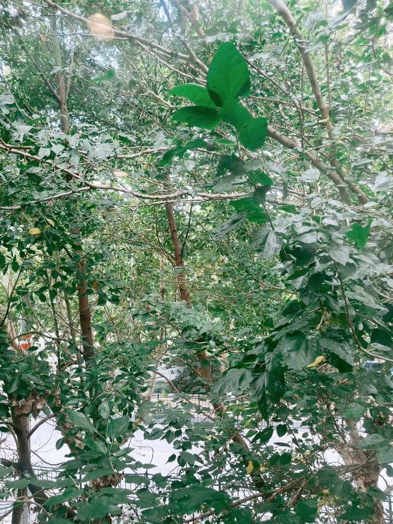 上海似乎一夜入秋了～今天家里已经不用开空调了😁🍂 ​​​