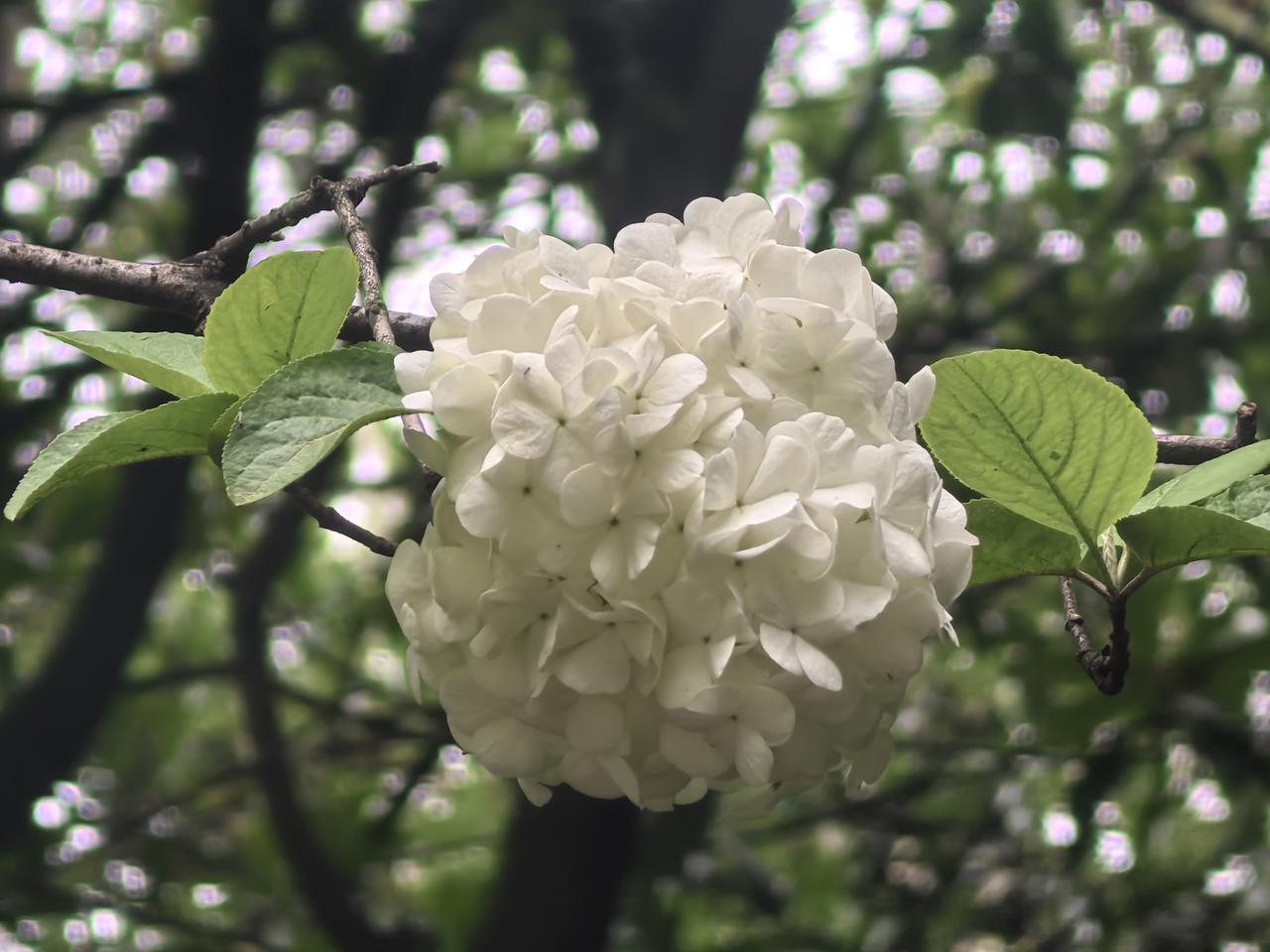 白色绣球花盛开，绿叶相映成趣，自然之美尽收眼底。🌸🌿