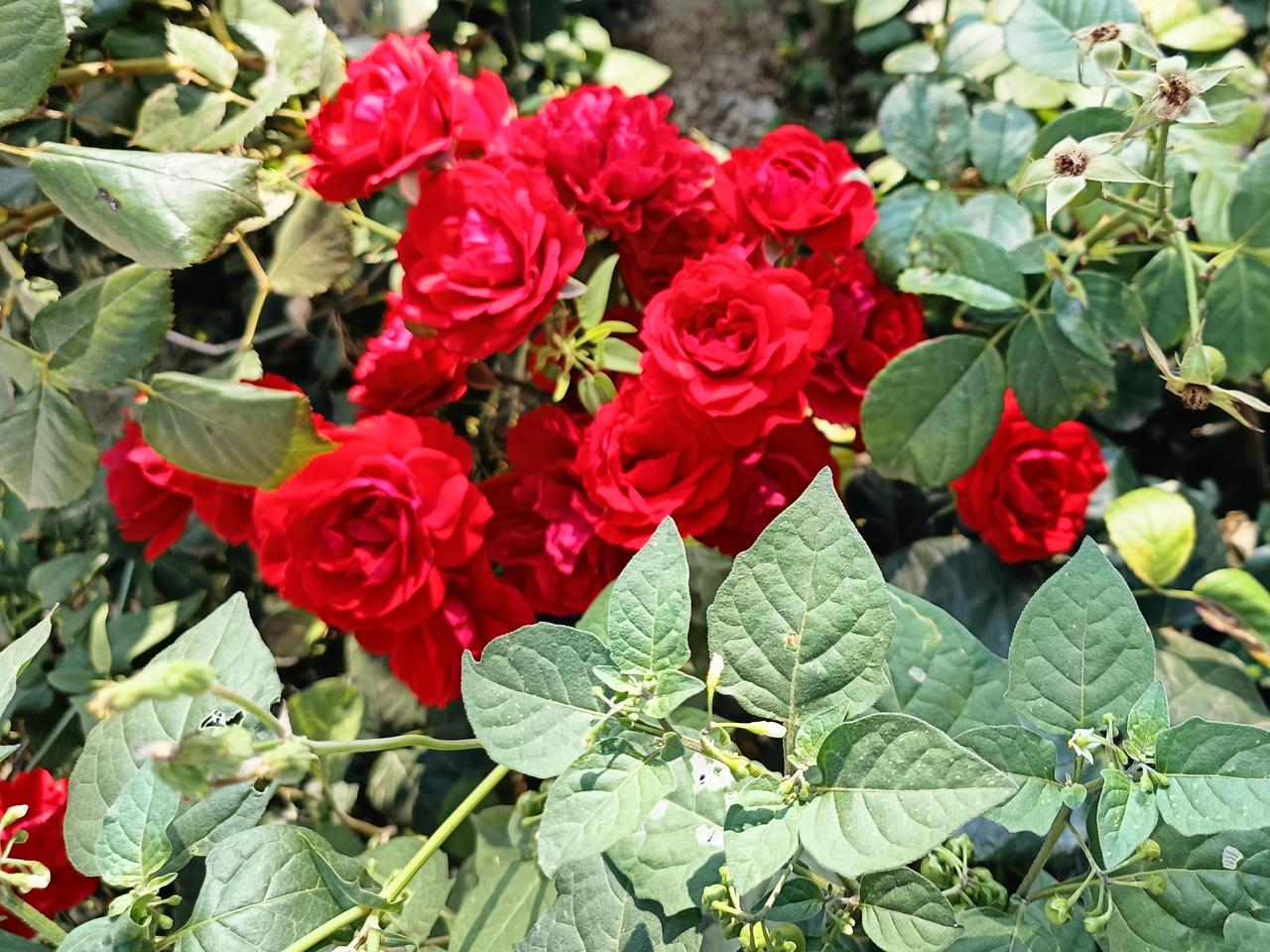 燥热昂扬的盛夏悄然开启，往后的日常里，我又多了一份温暖的新责任，悉心陪伴照看年幼