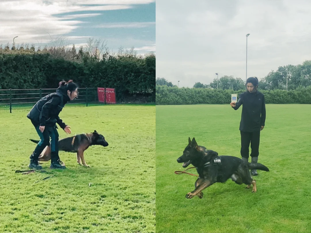 🇳🇱我的东德我的马犬
