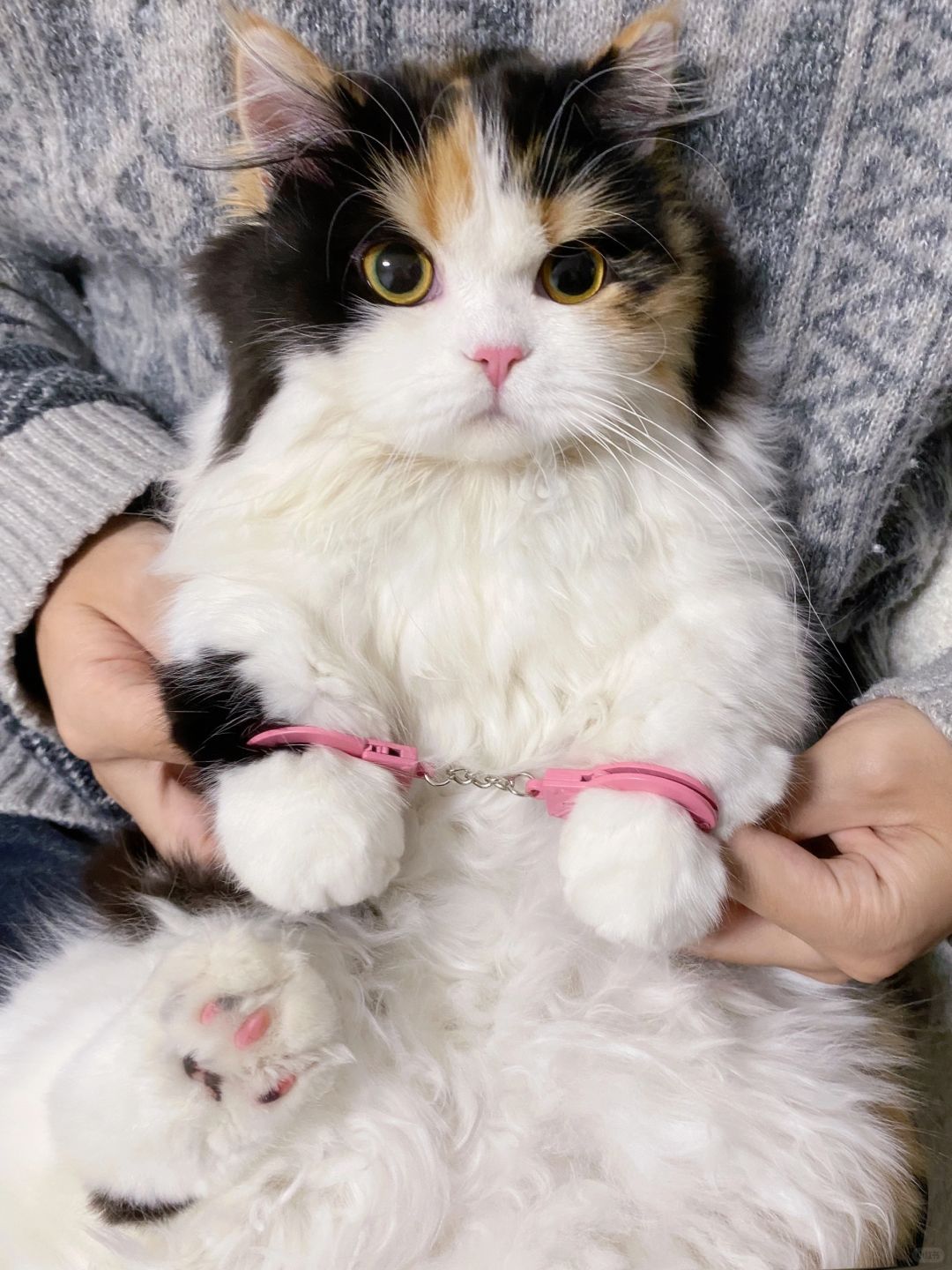 右滑逮捕犯错小猫！