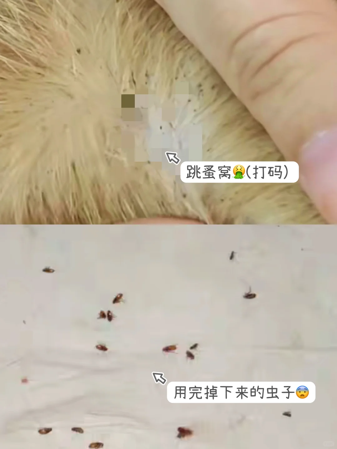 终于理解为什么它能问鼎猫咪驱虫界顶流了！！