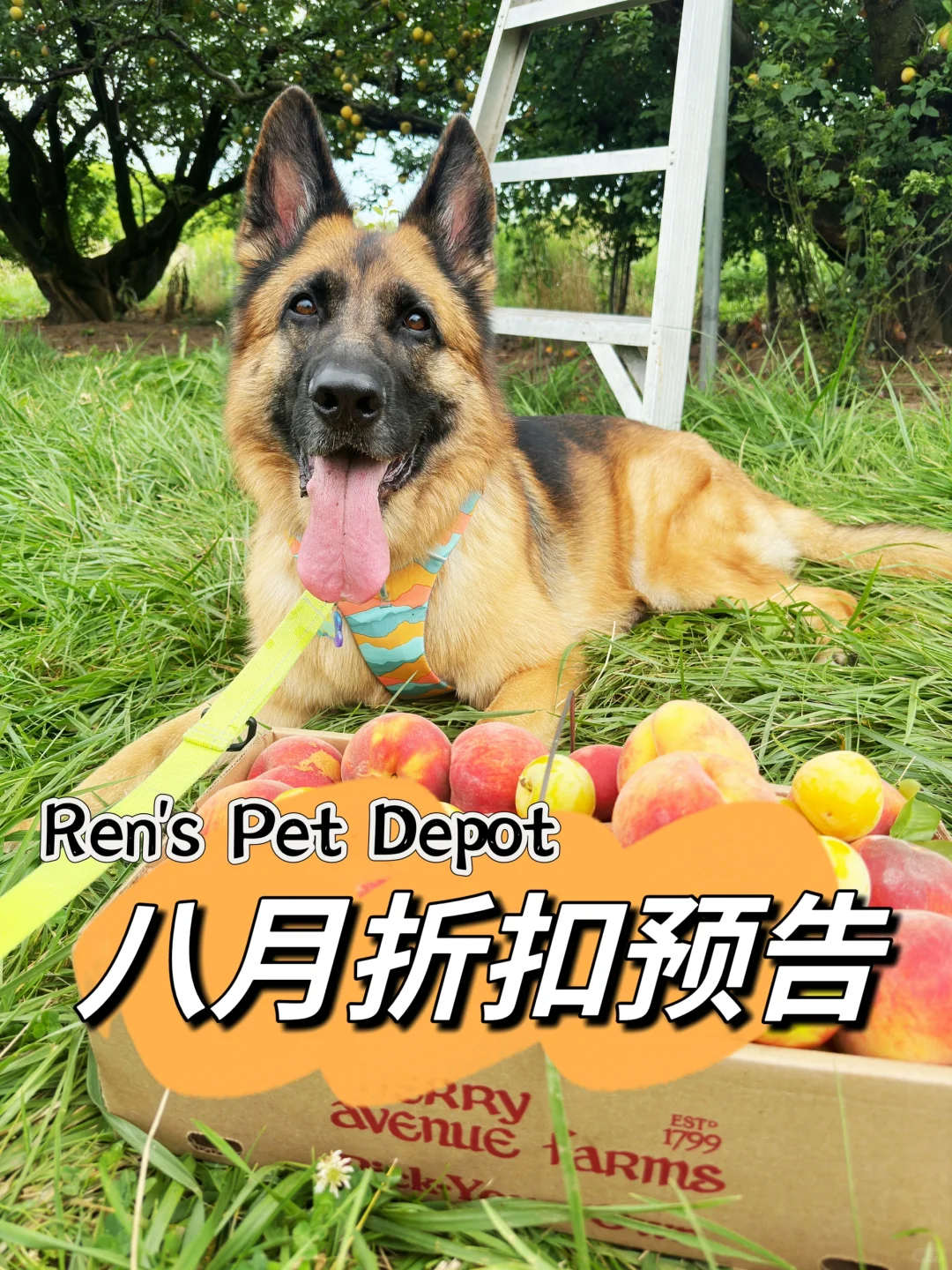 Ren’s Pet Depot 八月$10刀折扣预告