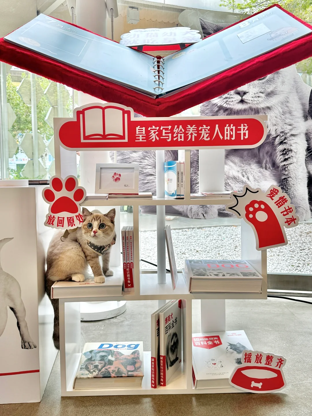 结婚三年，三胎了……
