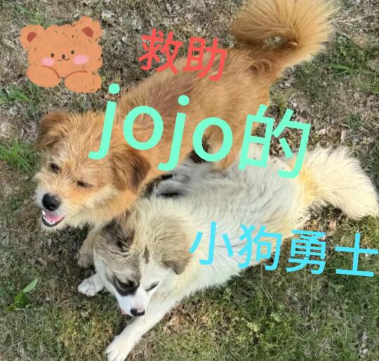 所以这两个救助Jojo的小狗目前是什么情况呀