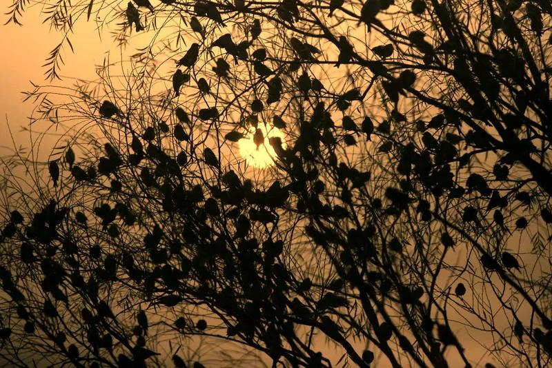 秋霜几抹裹云轩，木叶初黄映水潭。轻奏流年谁谱曲，小桥流水韵潺潺，诗意悠然。