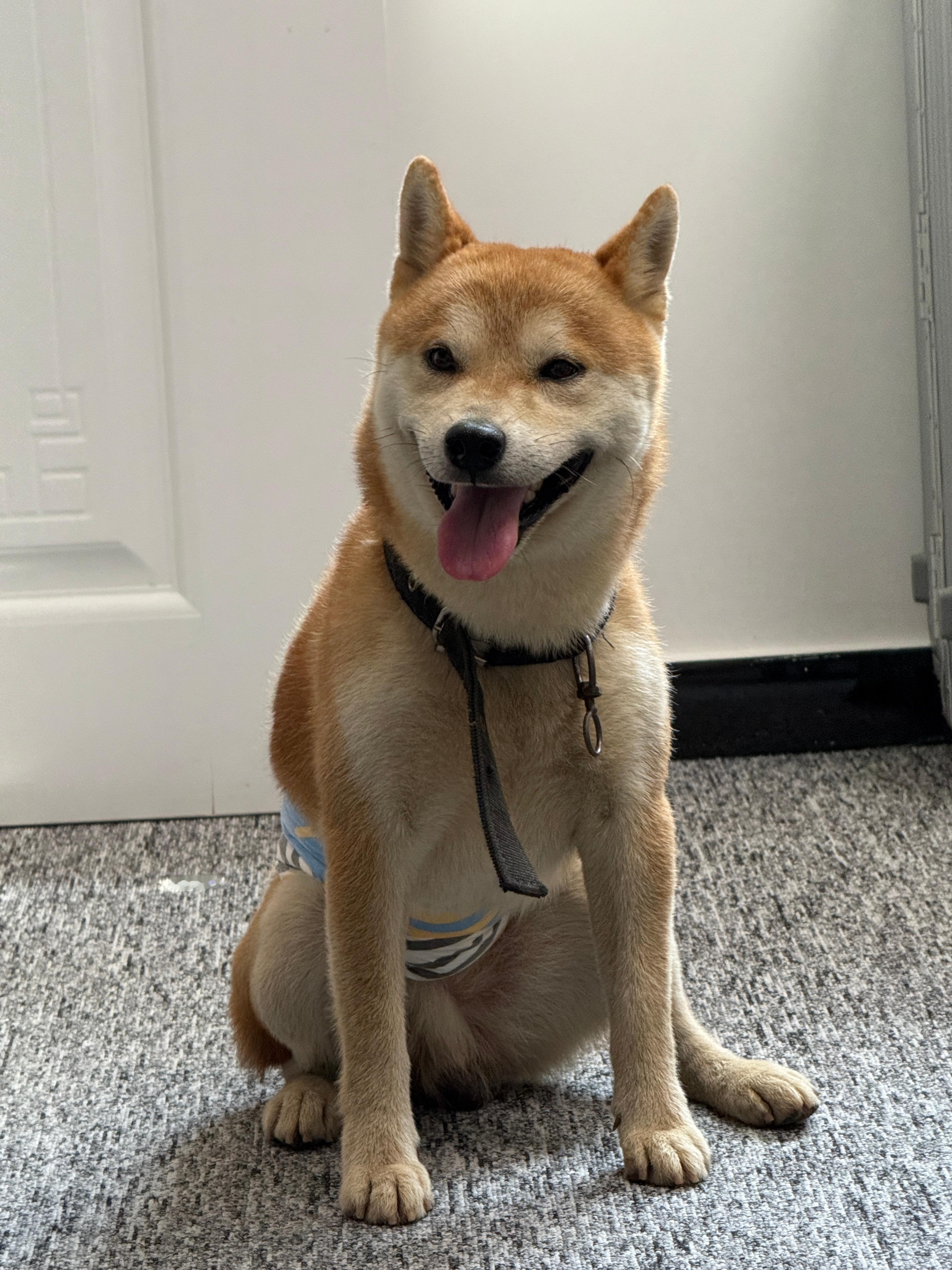 狗都热成狗了 ​​​
