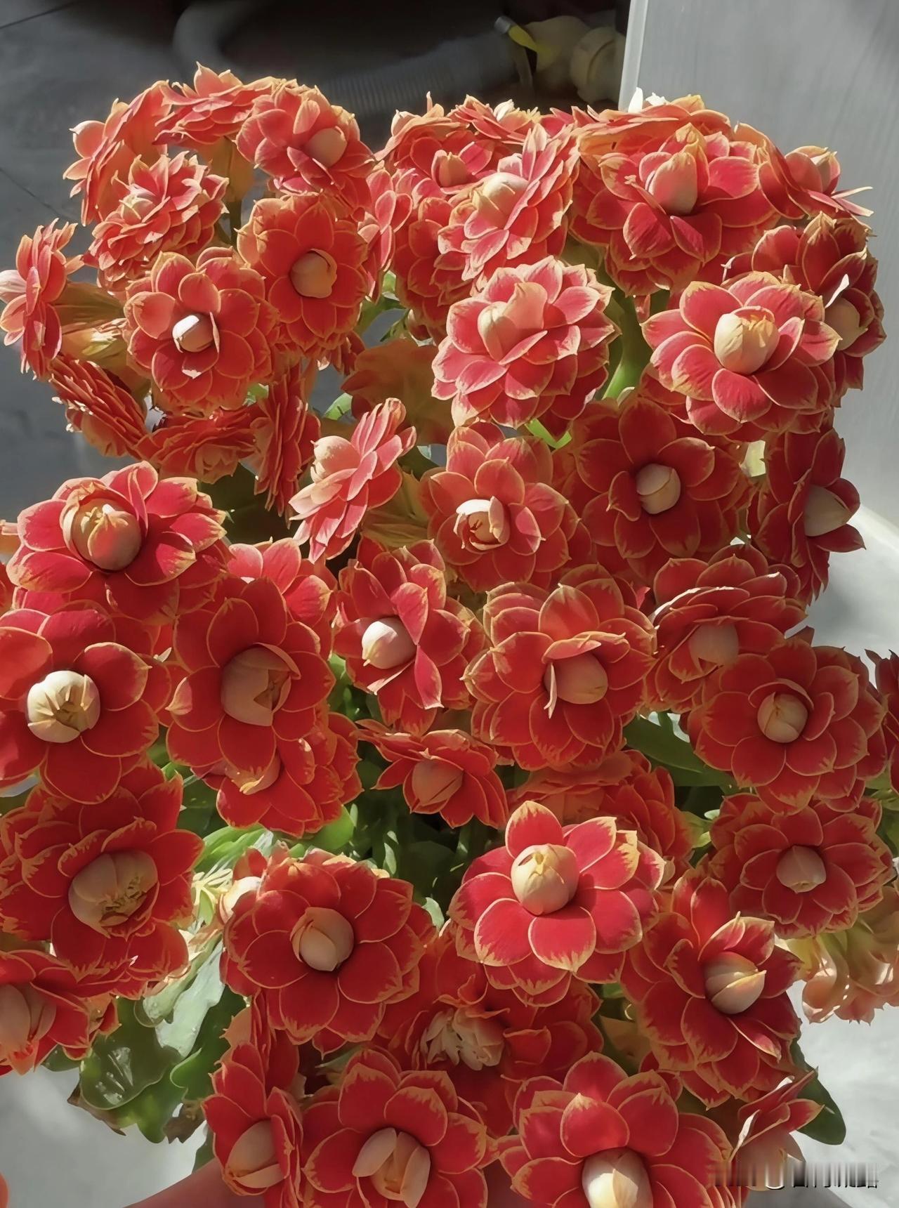 在日常的生活中，留一份闲情与花草为伴，花开生香，赏花心悦，日子就有了香气，愉悦了