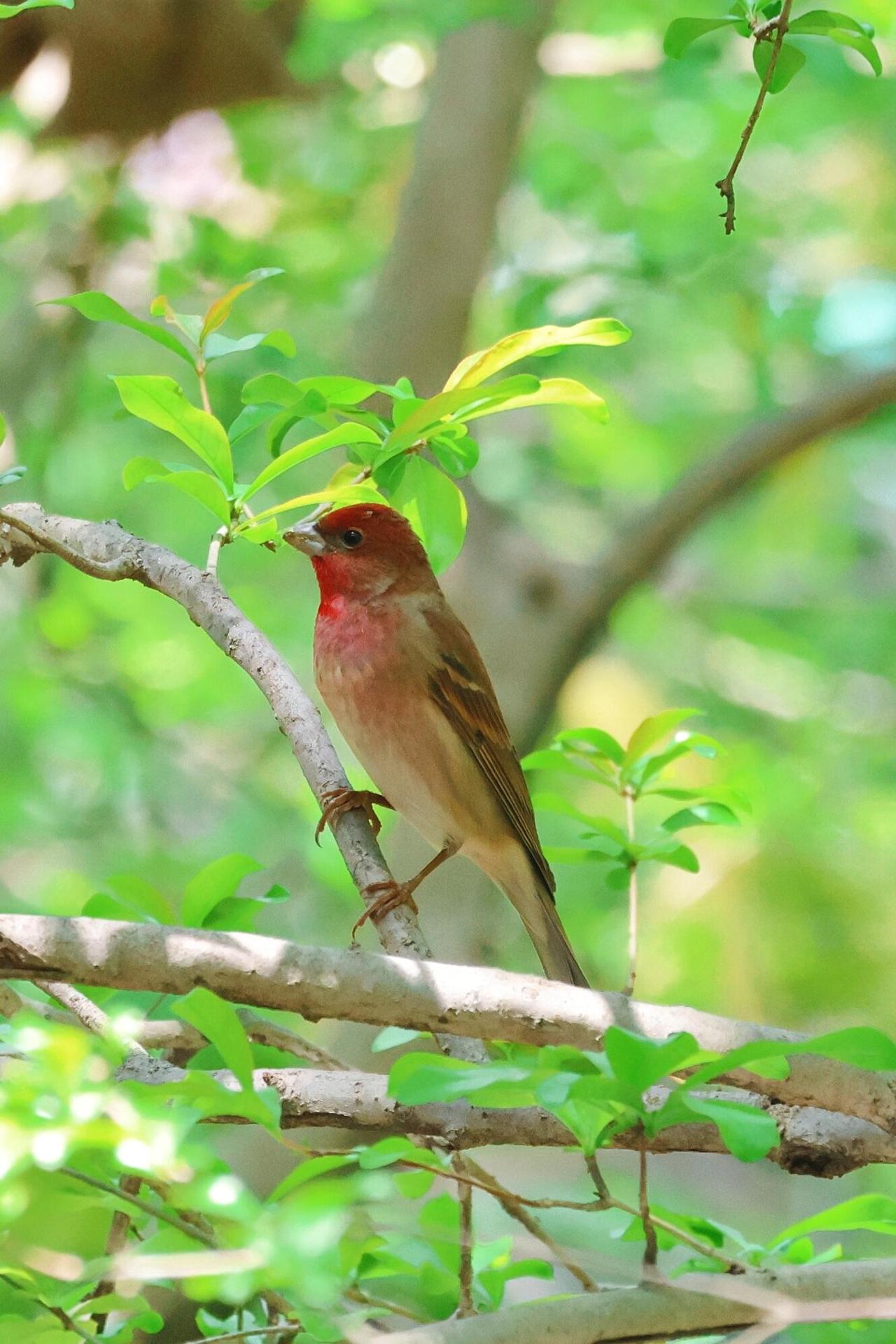 被列入“三有”保护野生鸟类名录‌‌‌的普通朱雀真容。