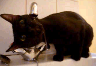 猫猫：没见过喝水啊，有什么好大惊小怪的 