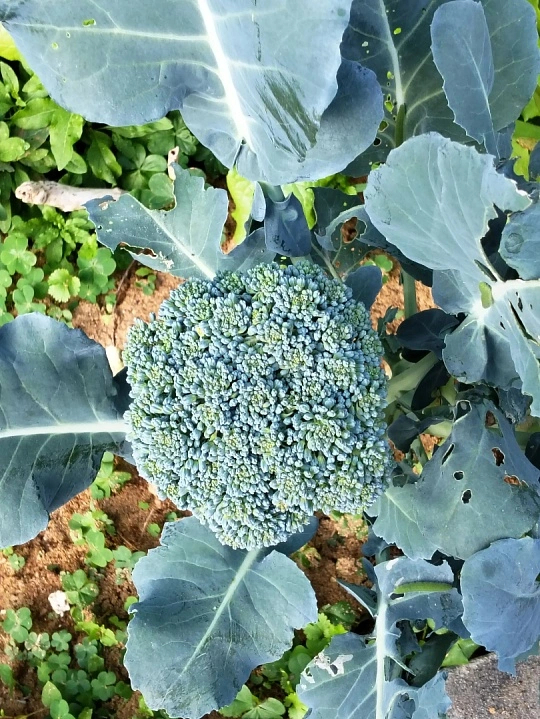 老年人多吃这10种碱性食物老年人日常可以多吃这10种温和碱性食物：菠菜、西兰花、