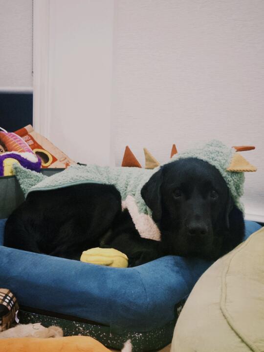 你好 我系小恐龙 🦖