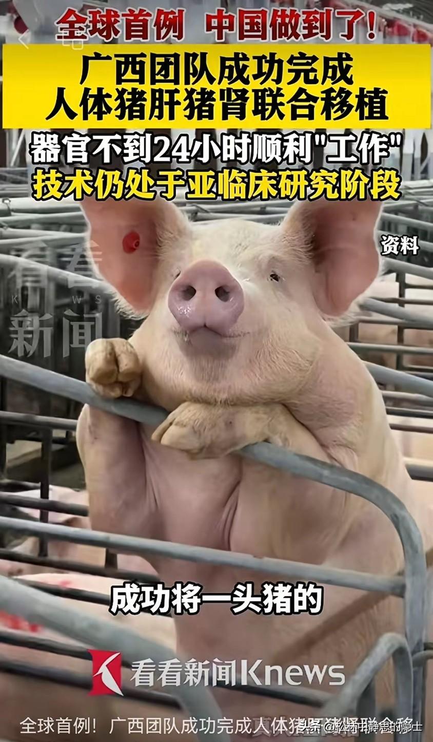 全球首例！广西医科大学第二附属医院孙煦勇教授团队，把一整头基因编辑猪的肝脏，连同
