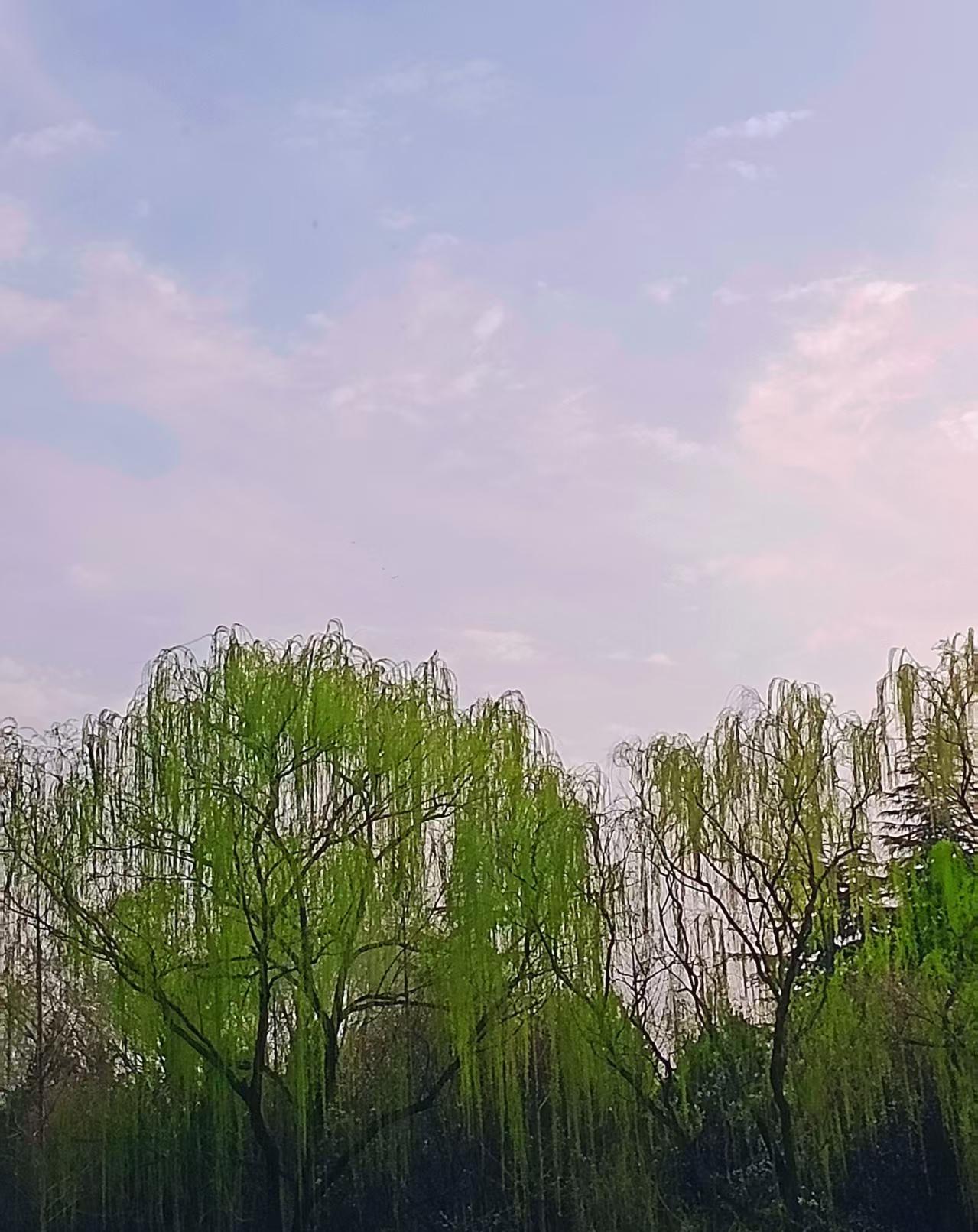 麻雀,你们那里的方言叫什么?哈哈哈哈哈！我们这叫“天鸟”