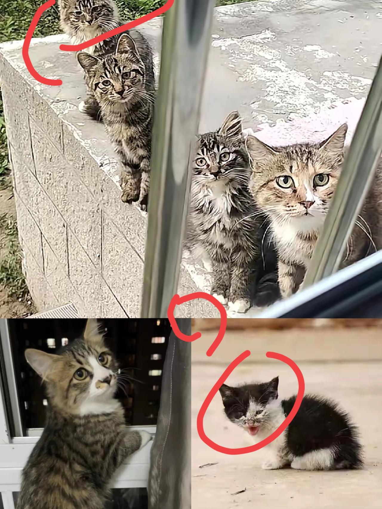 千万不要心软
​投喂小区里的流浪猫。
​它不仅会记住你，还会带着崽堵着你!
​就