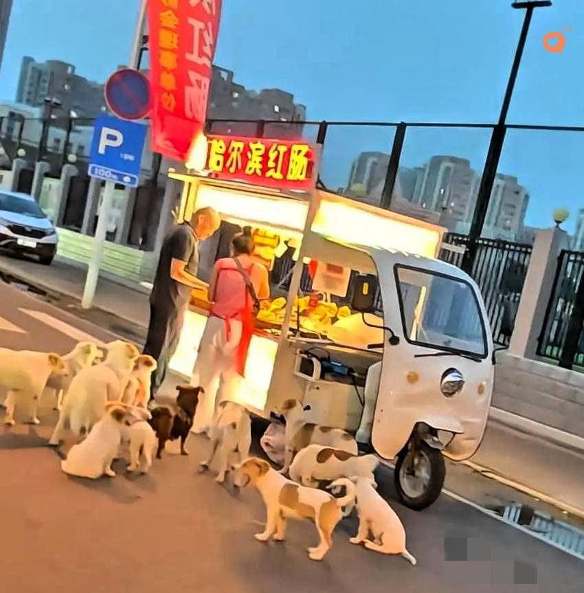 谁能想到？
美女摆摊卖哈尔滨红肠，没招来顾客，倒靠喂流浪狗火出了圈！
这“有舍有