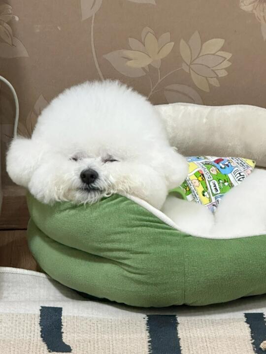 脸巴大眼睛小 不是萌宝就是憨佬