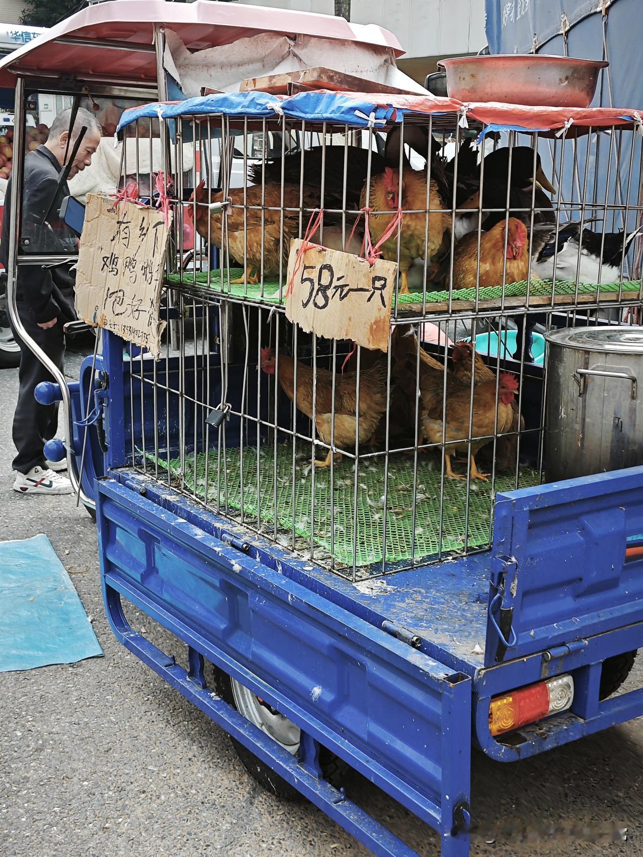 市场禁止杀鸡，佛山流动摊爆火！大爷大妈挤着抢

佛山老广太会找了！市场禁了现杀鸡