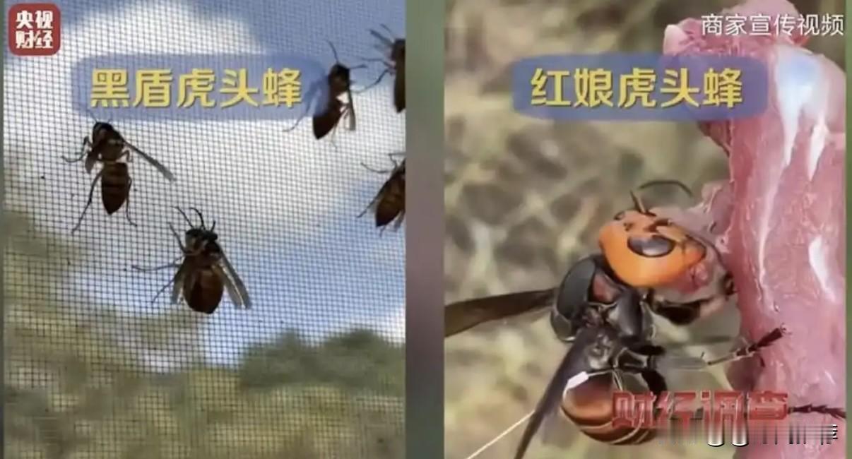 11月16日晚，据央视财经报道，云南省龙陵县一家名为“黄氏蜂业”的企业被指长期从