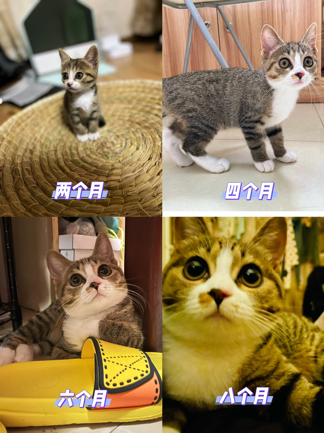 活到现在最有成就感的事就是把小猫养大了