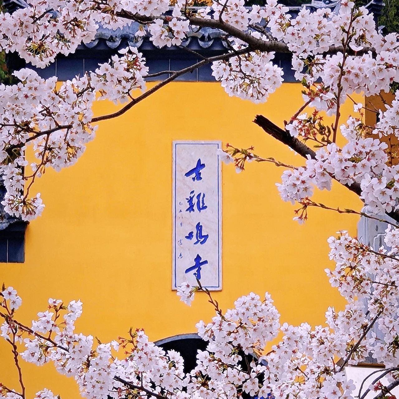 《观鸡鸣寺樱花》

南京之北，有古寺鸡鸣，寺外大道，春来樱花烂漫，游人如织，余亦