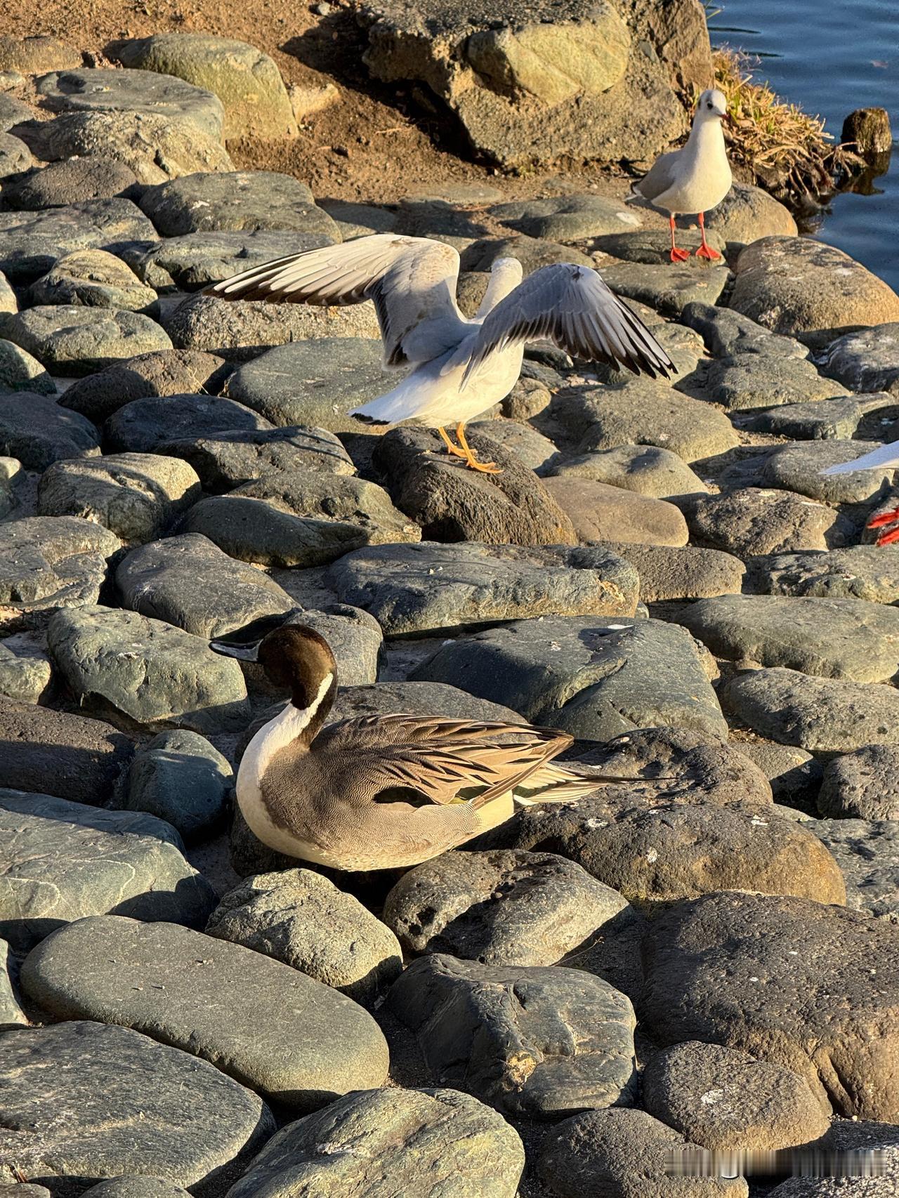 中国，一个伪装成国家的文明；
美国，一个伪装成国家的公司。

第1句非常不赞成，
