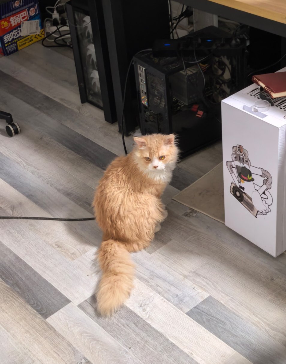 这个卷毛猫的毛也没多卷嘛，像烫了个锡纸烫，倒是越长越漂亮了更正一下，卷毛猫还是掉