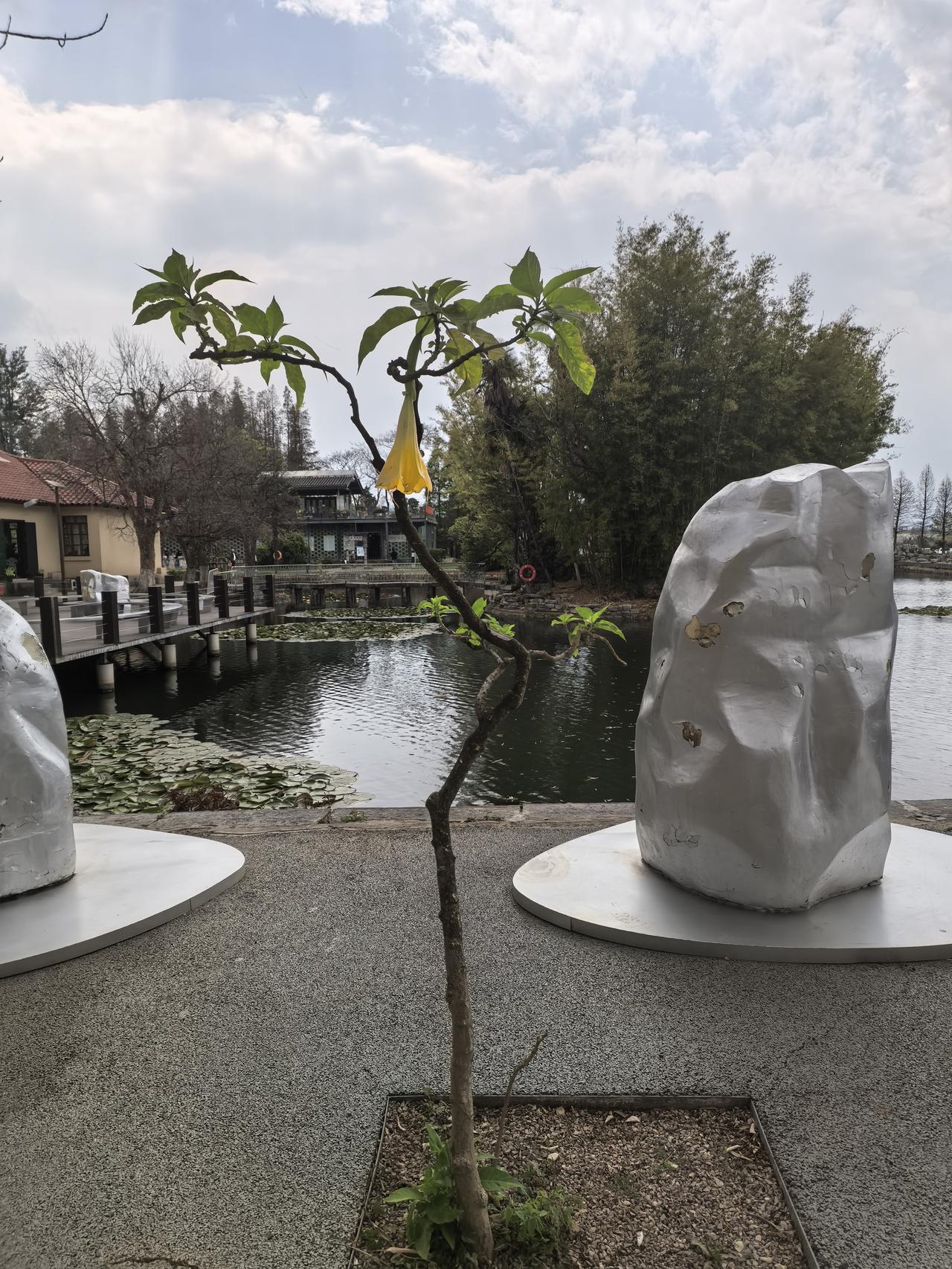 这个是什么花呀！，像一个喇叭一样，对于是动的是肉，绿色的是野菜，见花就吃的云南人