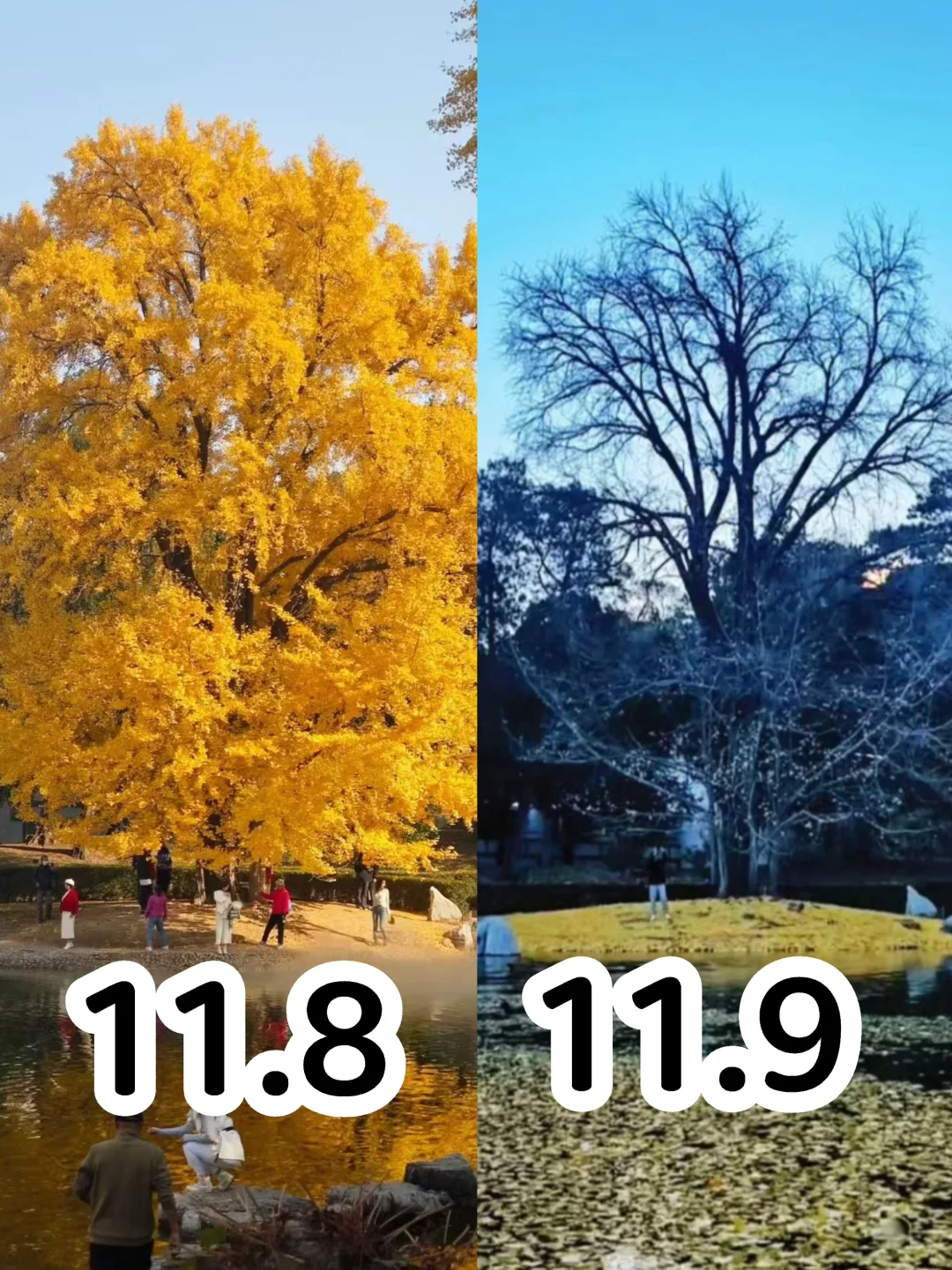 11.9实况，香山饭店一夜间秃了