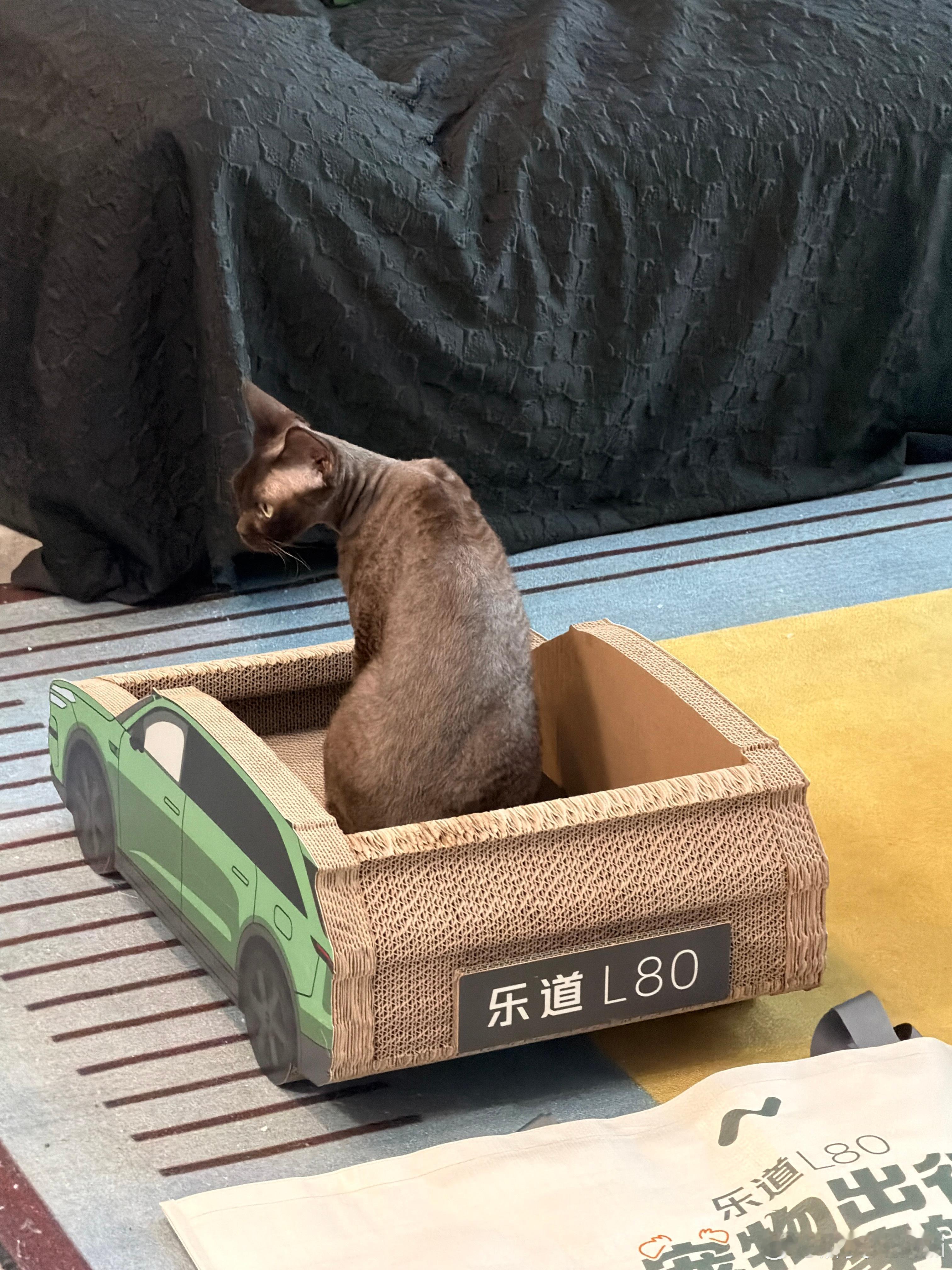刚收到乐道送的猫抓板我们家辛巴就跳进去了这造型有点搞笑不过就是说咱家辛巴也是坐上
