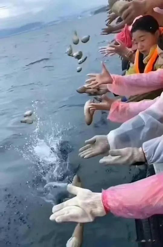 万物皆可放生？[闭嘴]

      