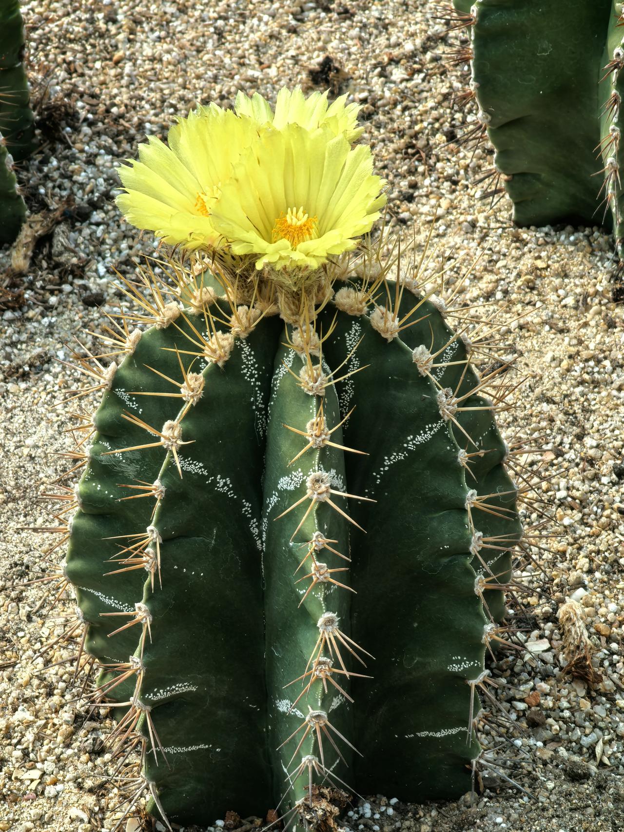 春日生活打卡季这么多的嫁接仙人掌🌵花，你们见过吗？
