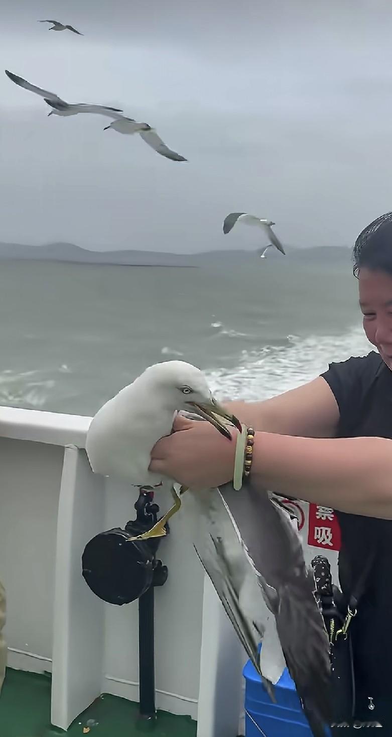 虽然她的行为不对，但也确实让人近距离知道原来海鸥的嘴巴前半部分是红色的，而且翅膀