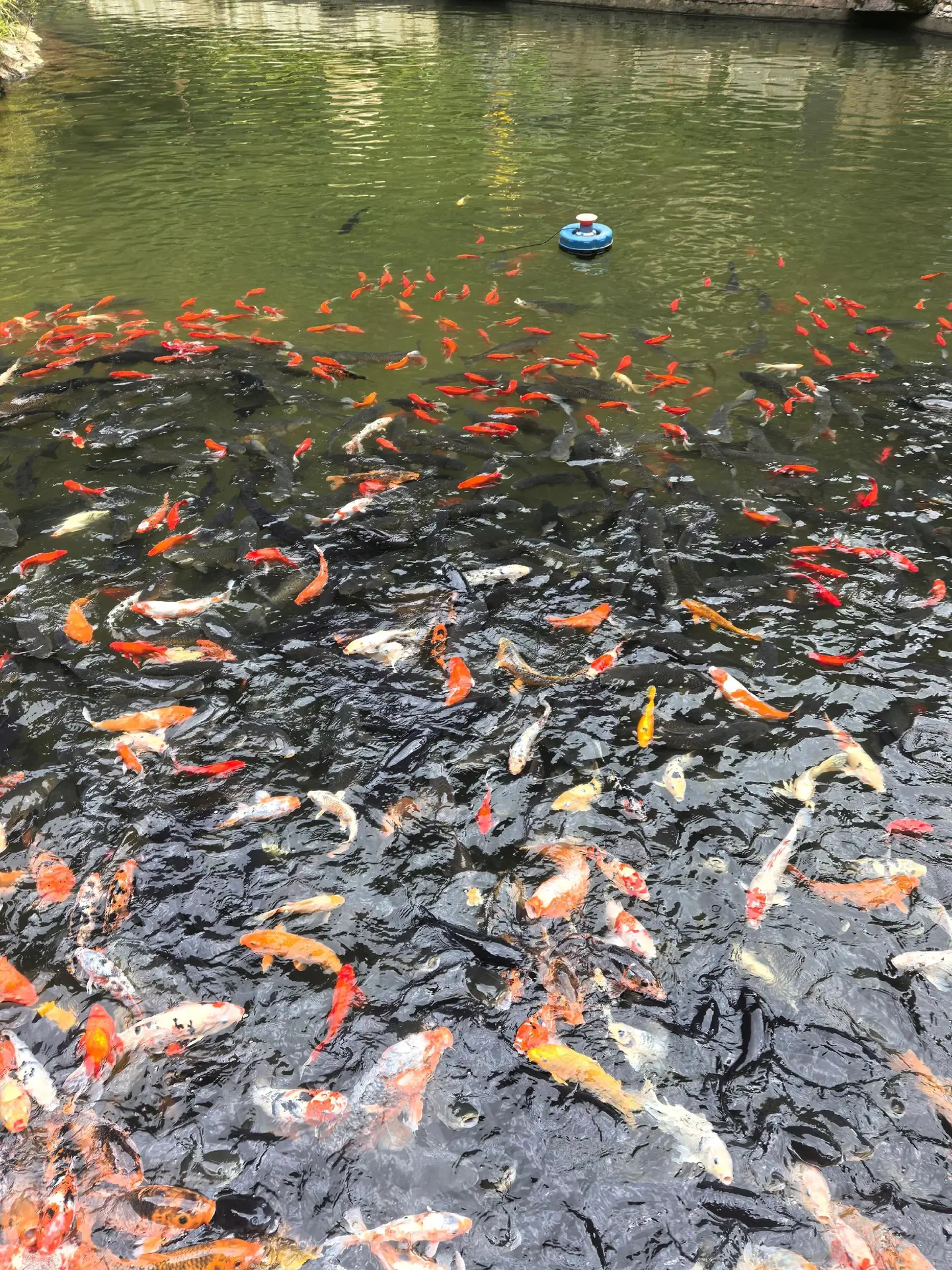 锦鲤鱼池 好运锦鲤 转运锦鲤
