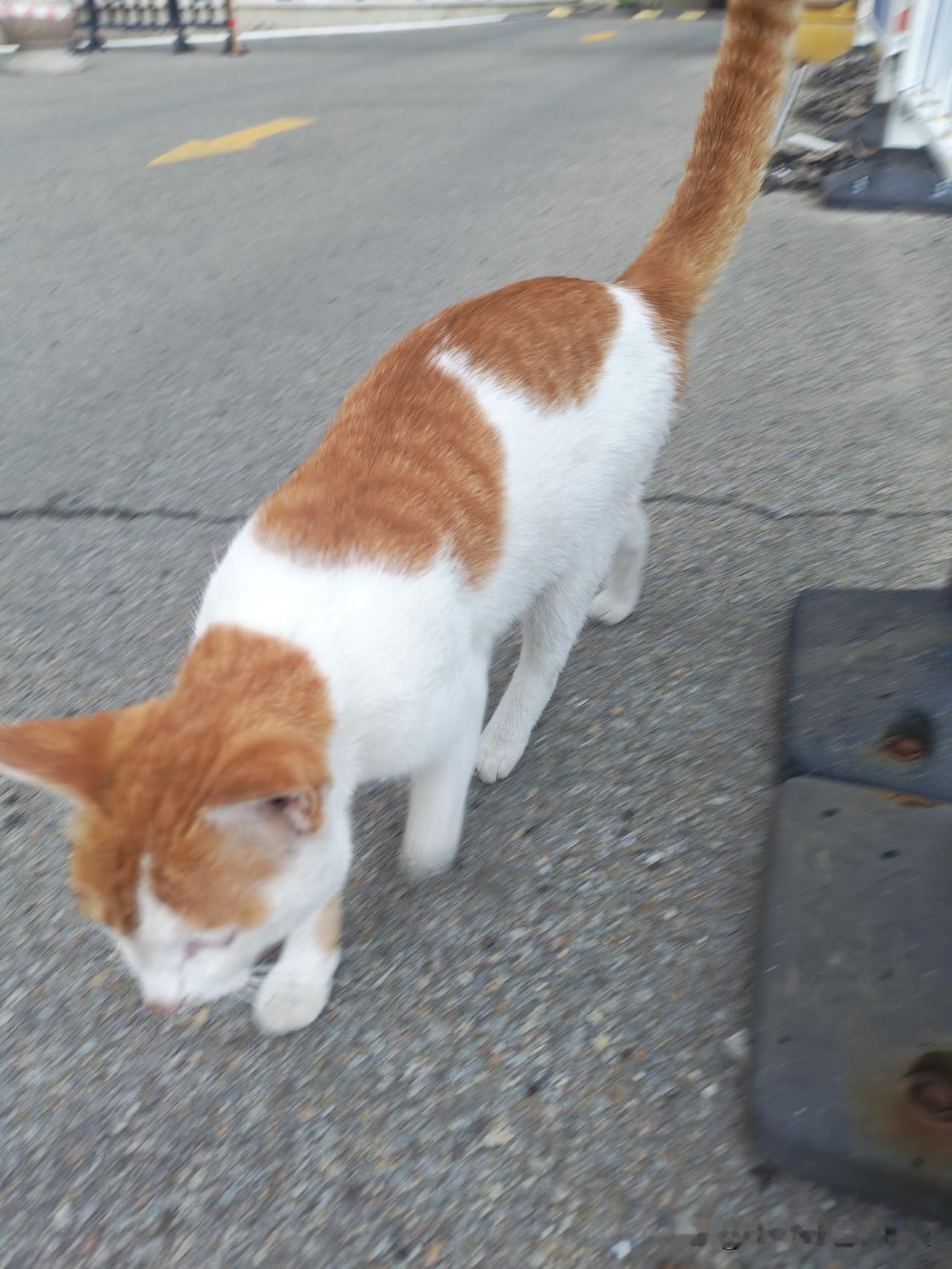 分享可爱的流浪猫小区里的流浪猫，真的挺可爱的，而且还不怕人，随便摸，真乖