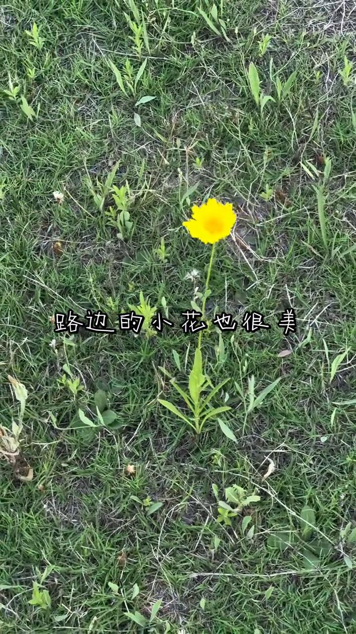 路边的小花也很美。