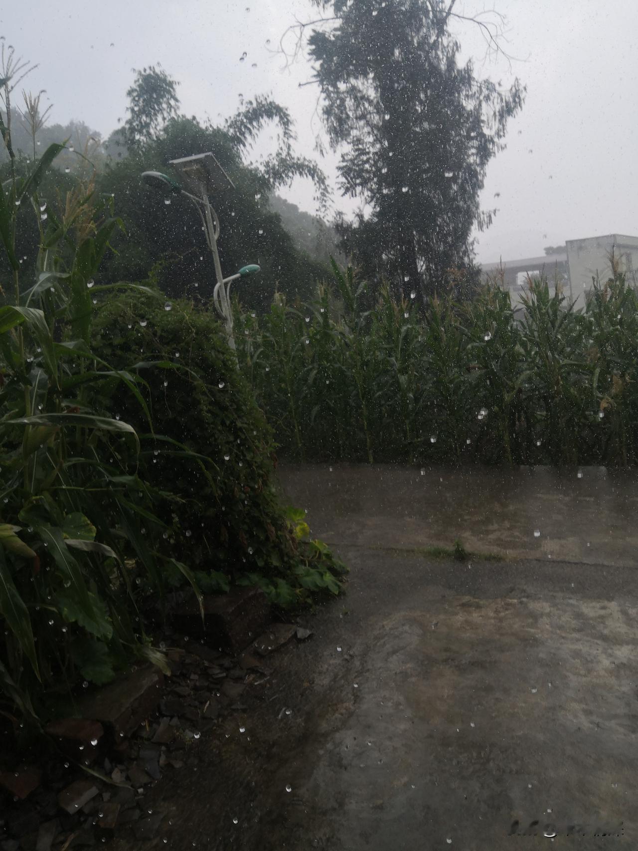 下雨了
下雨了，中江县西南部冯店片区农村，住房房顶上面噼里啪啦的在响，下雨了，这