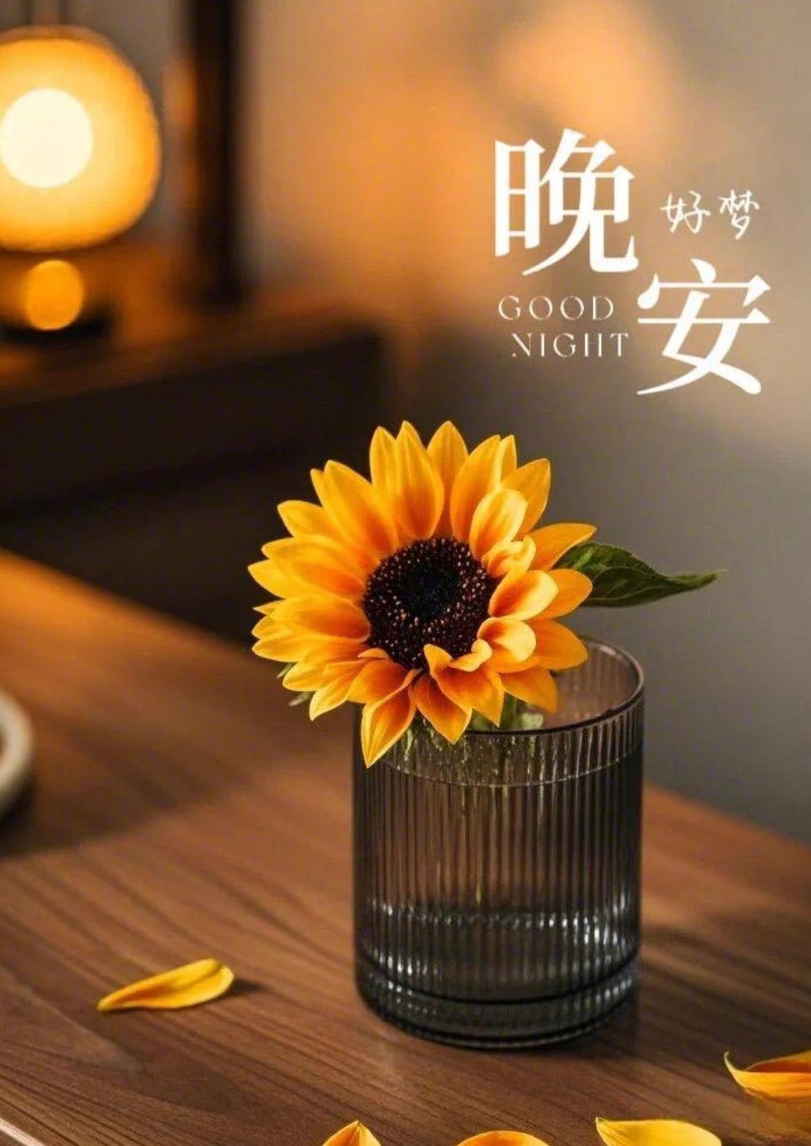 不将就自己，不敷衍生活，再忙碌也要留一些诗意，存一些温柔，未来无法预料，别吝啬爱