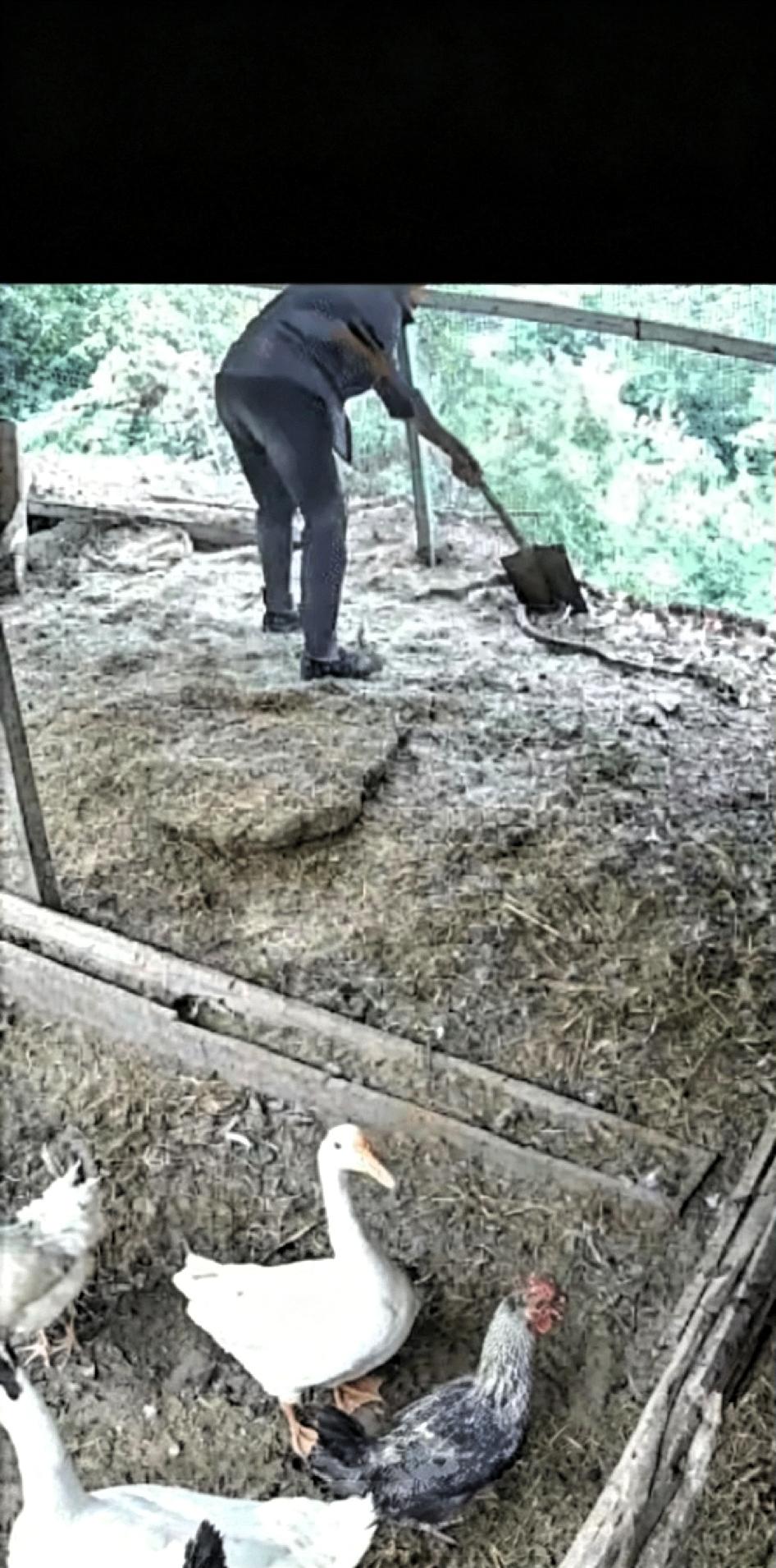 女子正在鸡舍里喂鸡，一条大蛇悄悄爬了进来，意欲偷吃鸡蛋，却被正在喂鸡的大姐及时发
