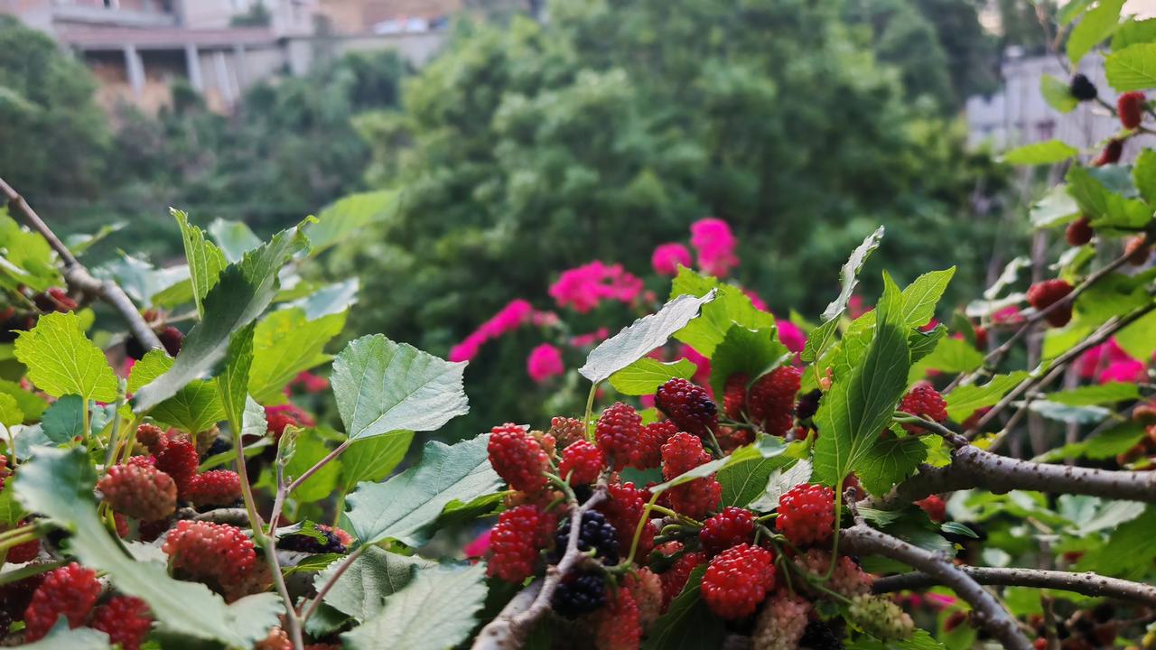 美丽乡村周日游，有小伙伴到过的吗？乡村旅游